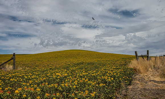 Jack Creek Road - Central Coast California