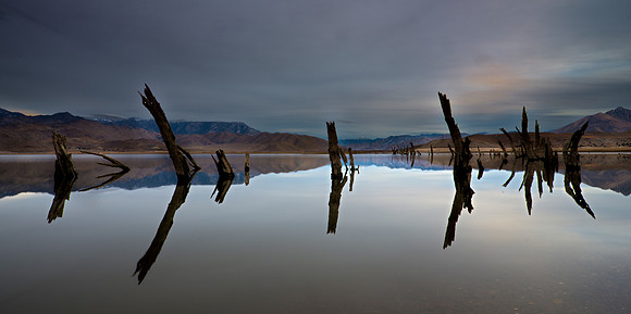 Branches - Lake Isabella California