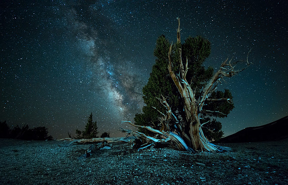 Bristlecone Pine Forrest - White Mountains California
