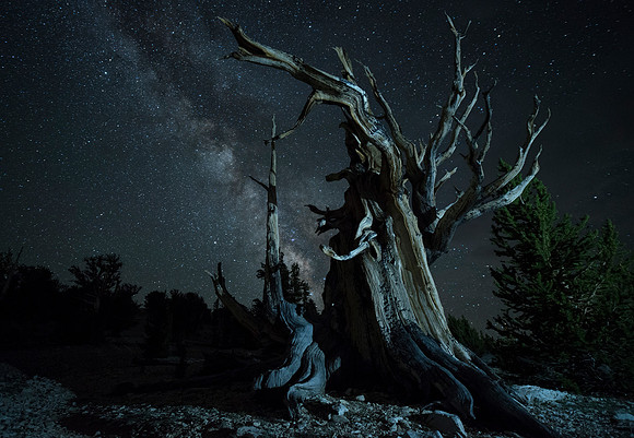 Bristlecone Pine Forrest - White Mountains California