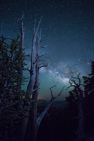 Schulman Grove - Bristlecone National Park California