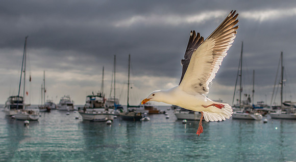 Catalina Island