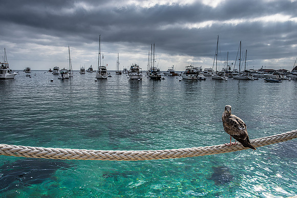 Catalina Island