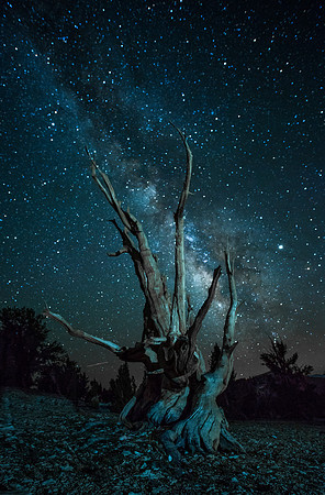 Bristlecone Pine Forrest - White Mountains California