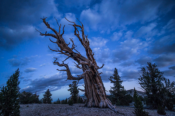 Bristlecone Pine Forrest - White Mountains California