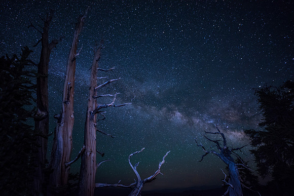 Bristlecone National Forrest - Schulman Grove
