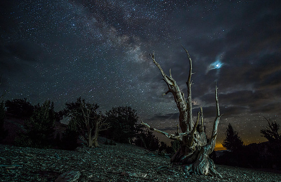 Bristlecone Pine Forrest - White Mountains California