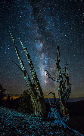 Bristlecone Pine Forrest - White Mountains California