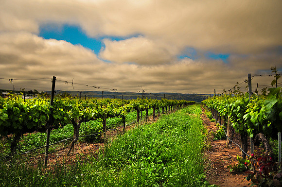 RiverBench Winery - Santa Maria California