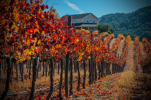 Jack Creek Cellars - Templeton California