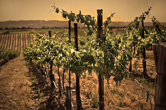Pinot Vines of Merridian Vineyards - Paso Robles California
