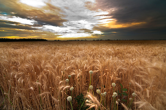 Wheatfields of Kern County - Bakersfield California