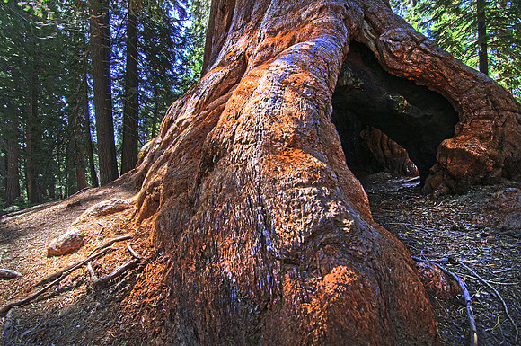 100 Giants Trail - Sequoia National Forest